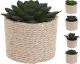 Plant In Pot 8X8X14cm - 4 Assorted 
