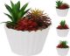 Plant In Pot 3 PlantS 3Assorted