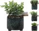 Plant In Pot 11X11X20cm 3Assorted