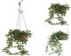 HANG Plant IN Ceramic Pot