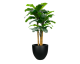 Banana Tree in Ella, Black, 11ft