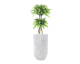 Mango Tree in Birch, White, 5.5ft