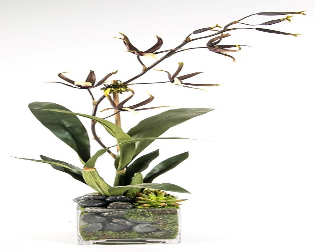 Black Spider Orchid in 5" Glass