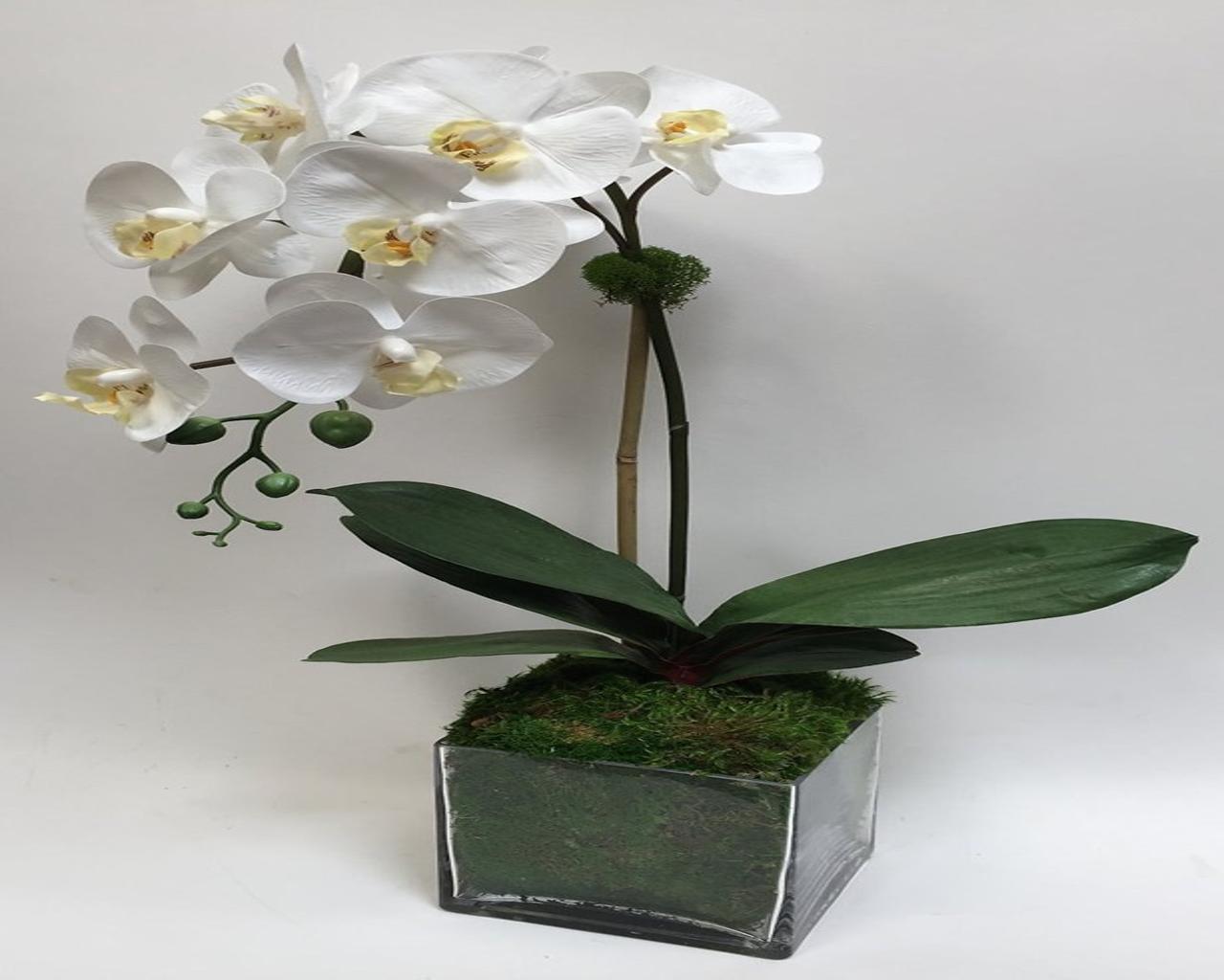 Cream Phal in 6" Glass