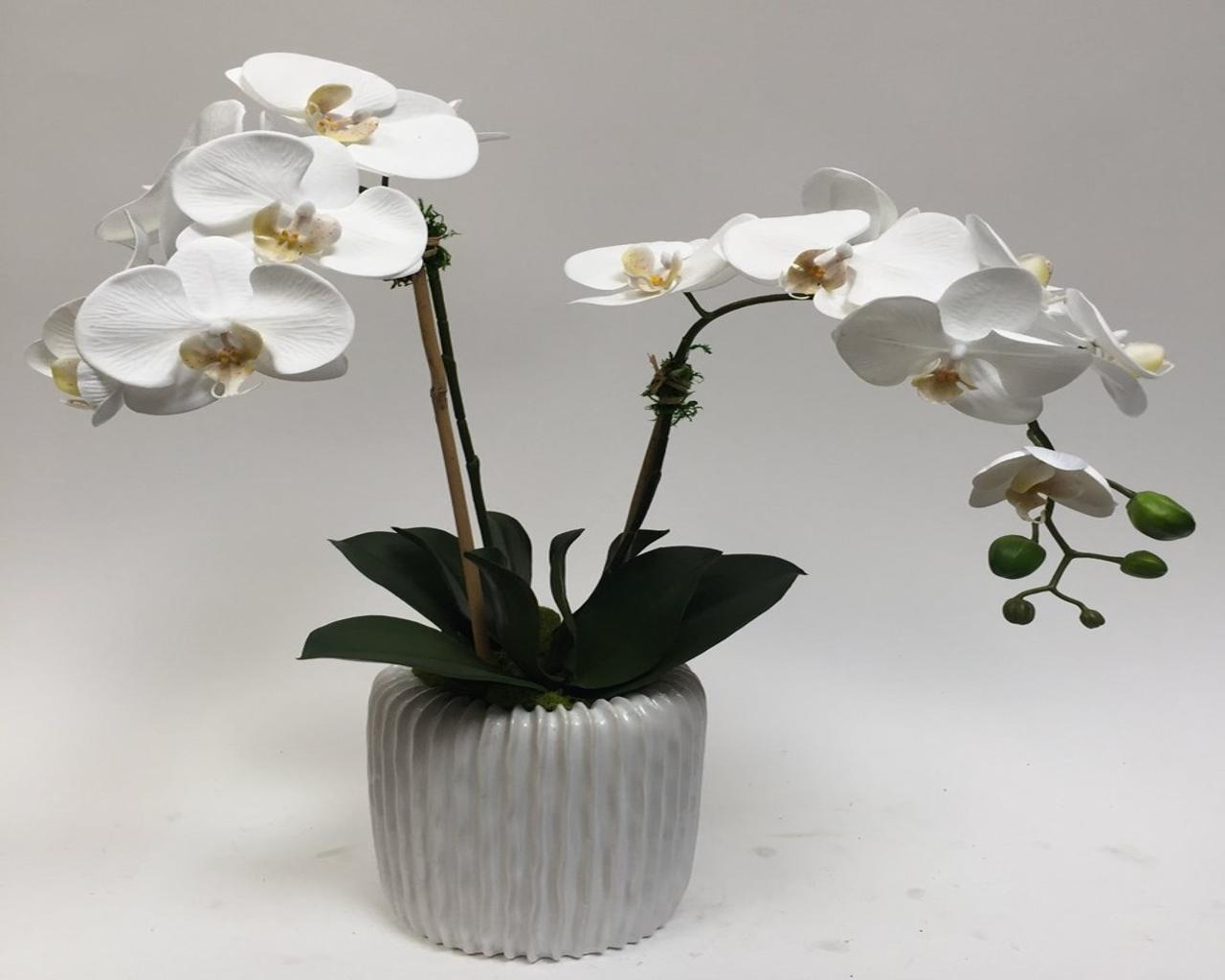 Double Phal in Large Rippled Pot