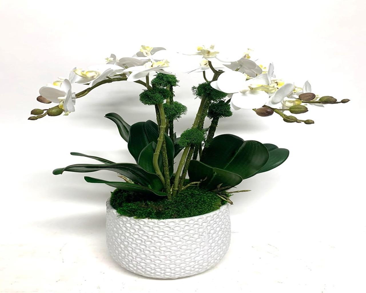 Mini Phal in 7" Ginny Pot