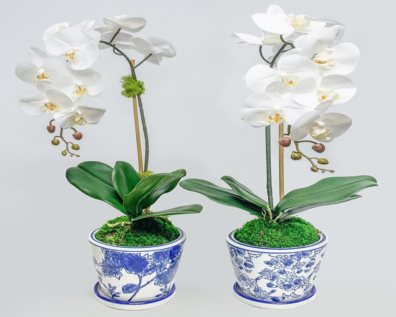 Single Orchid in Blue/White Pot