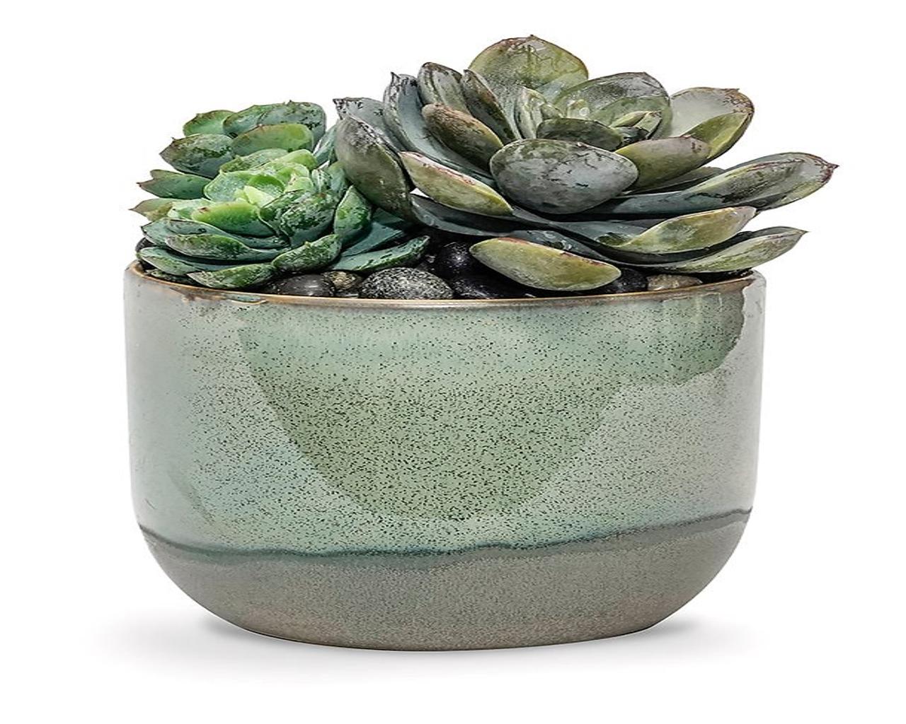 Caribe MD Succulent Pot