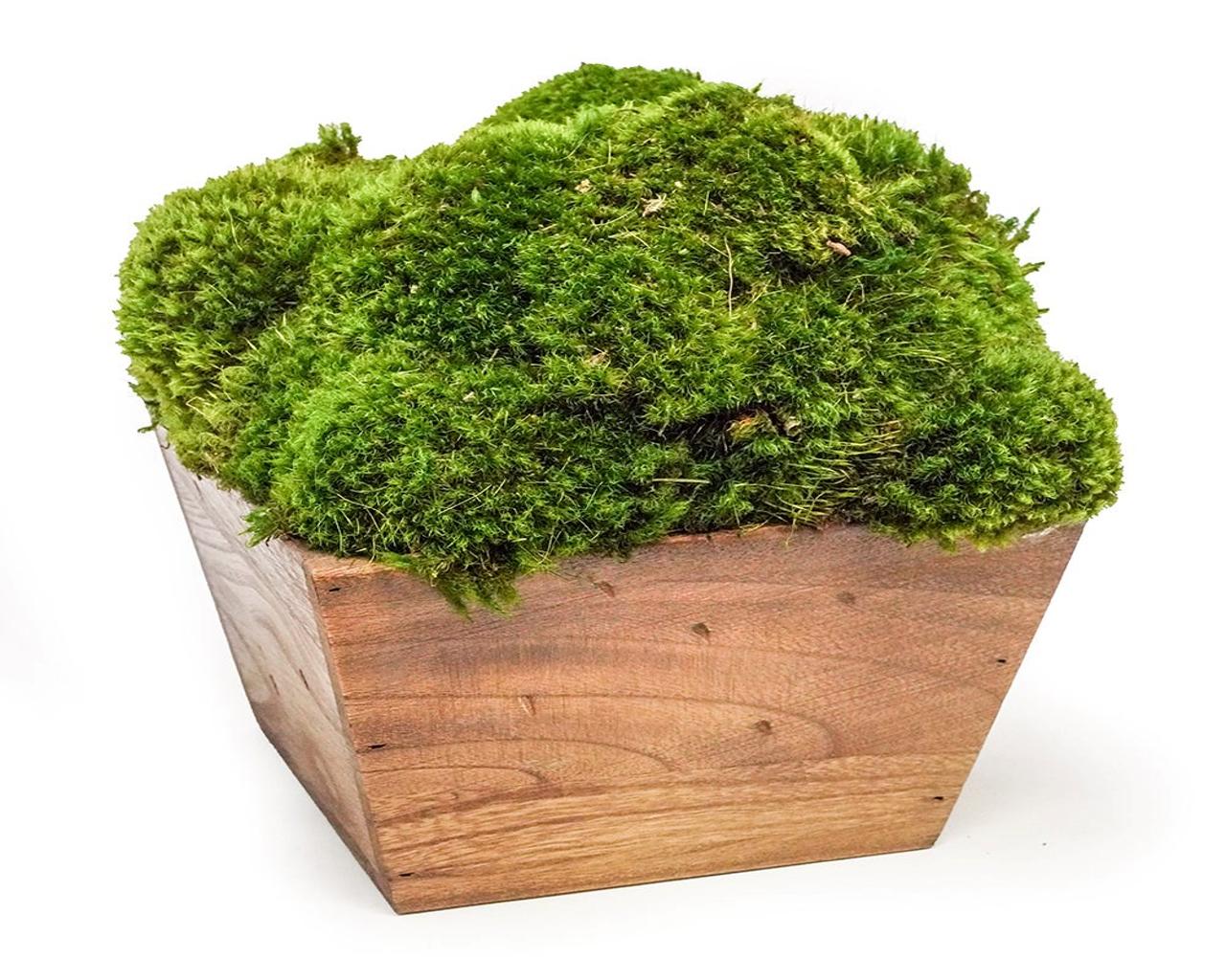 Mood Moss in Square Wood Box