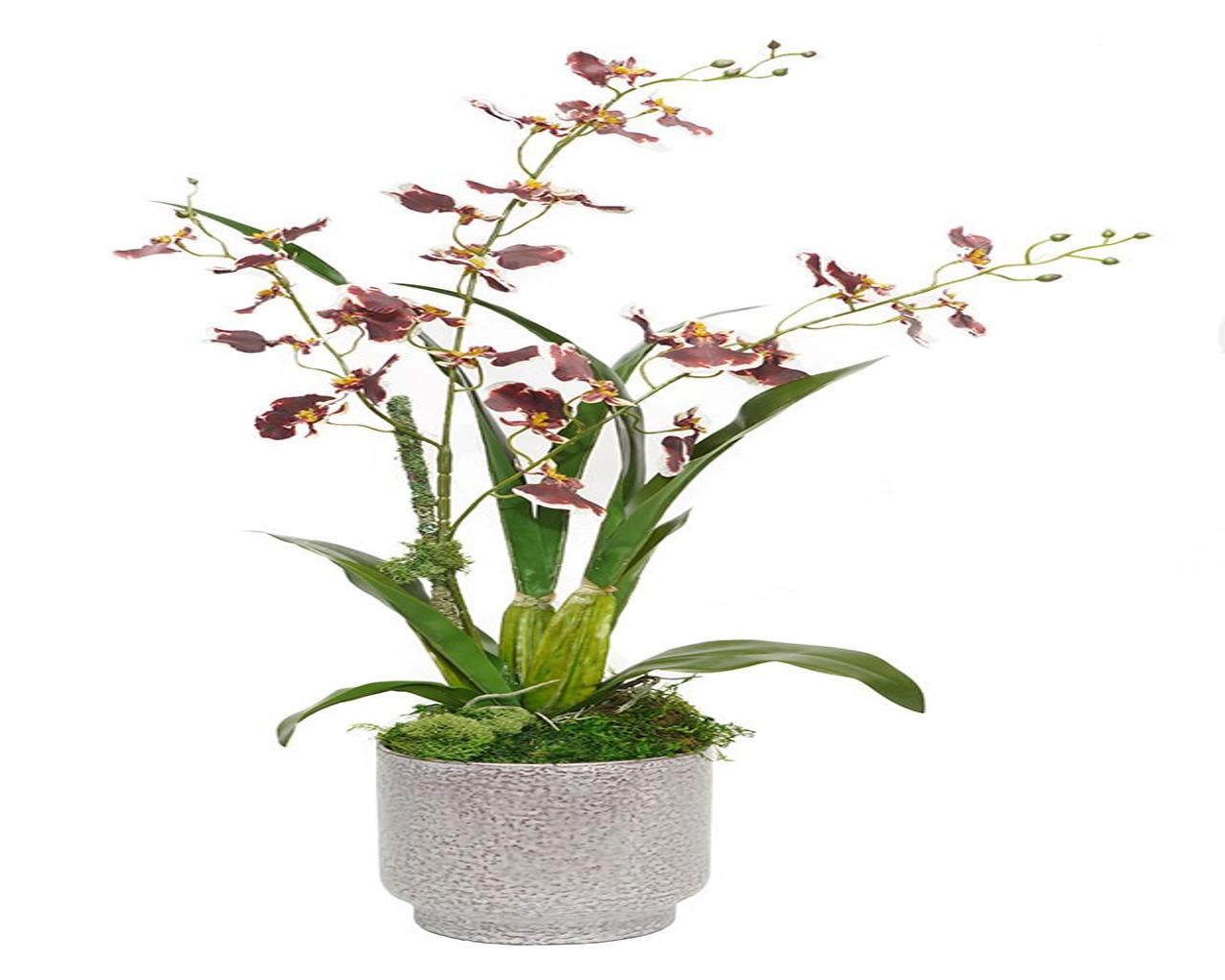 Burg Oncidium Orchid in Tyler Pot