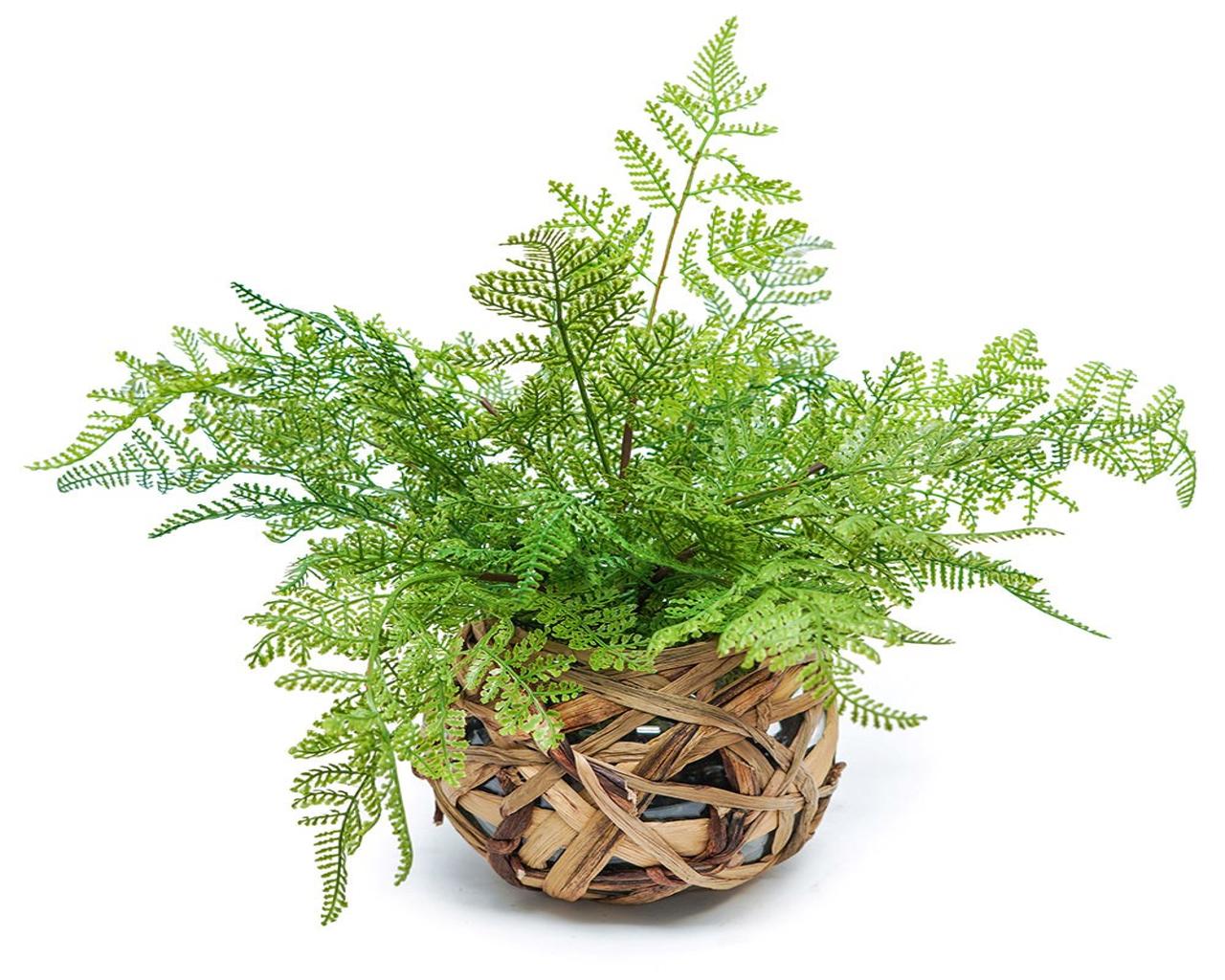 Leather Fern in Hyacinth/Glass