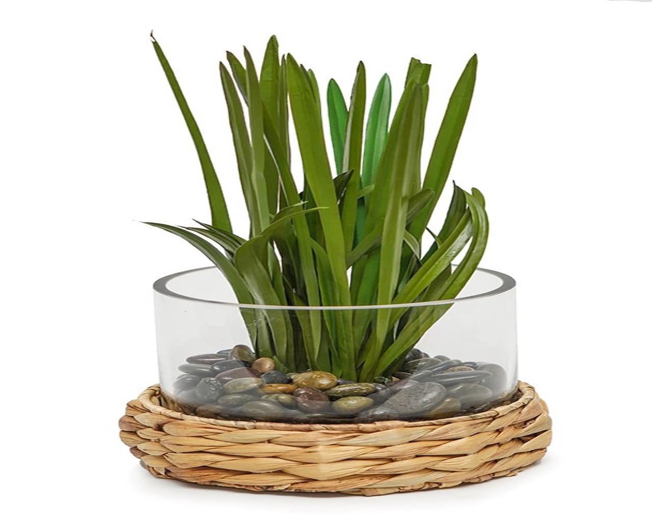 Grass in Small Glass/Hyacinth Base