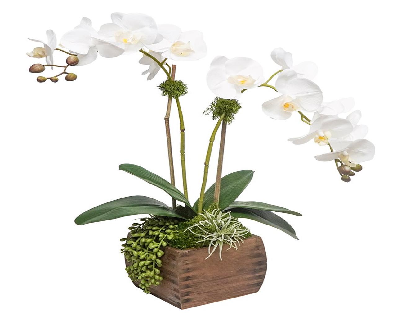 Orchids in Small Wood Box