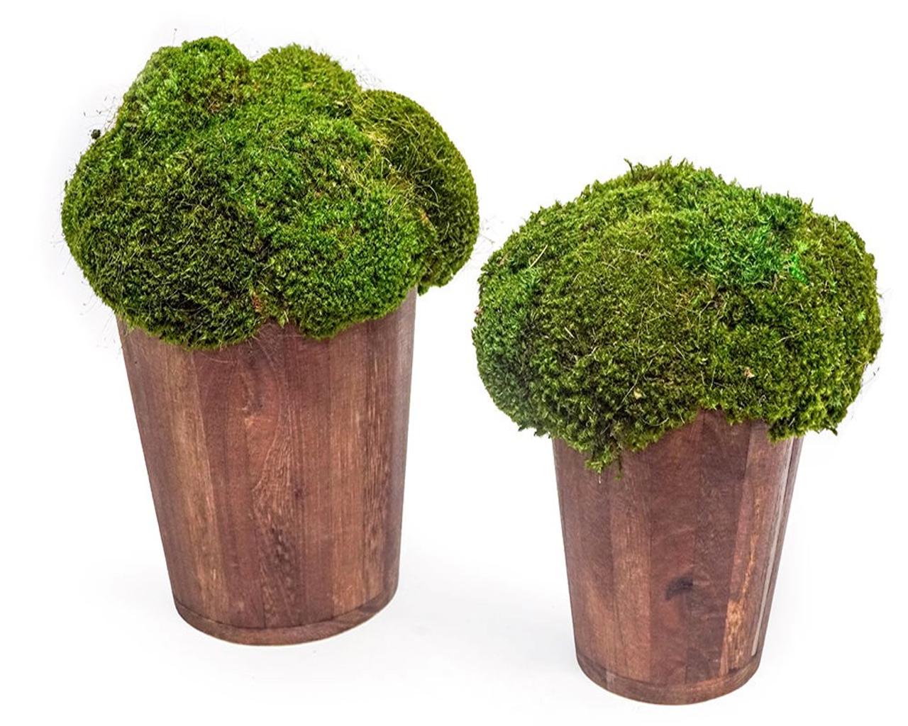 Moss Muffin - Small