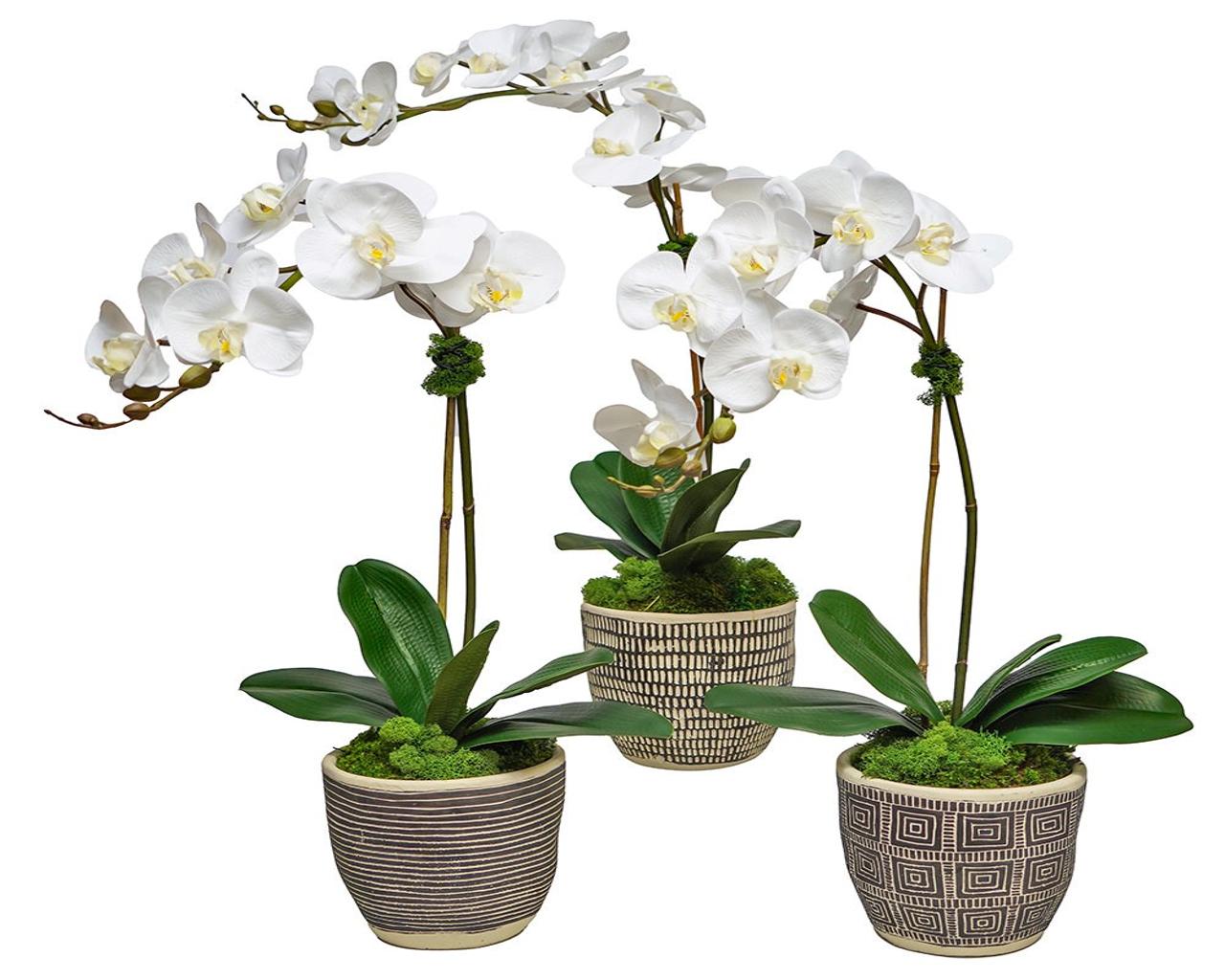 Orchids in Black African Pot