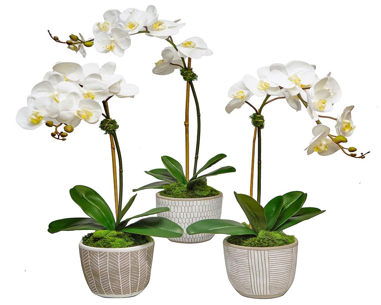 Orchids in Cream African Pot
