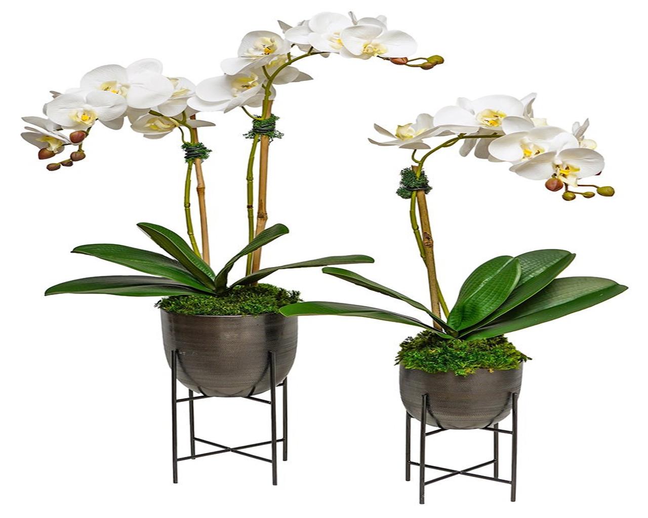 Orchid in Black Pot with Stand - Small