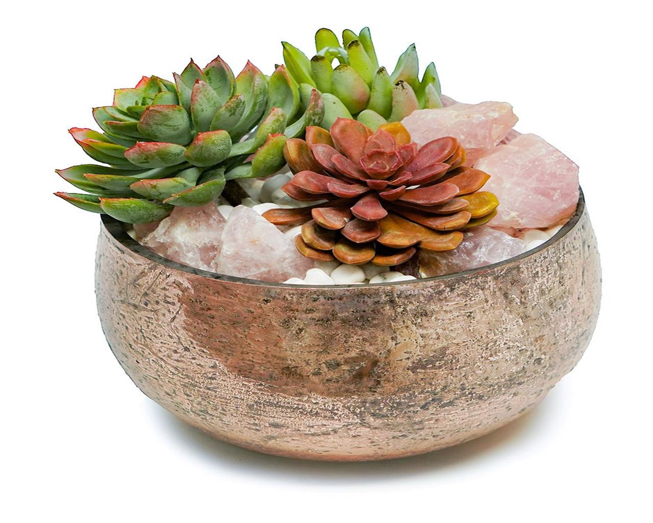 Succulents in Rose Mercury Bowl
