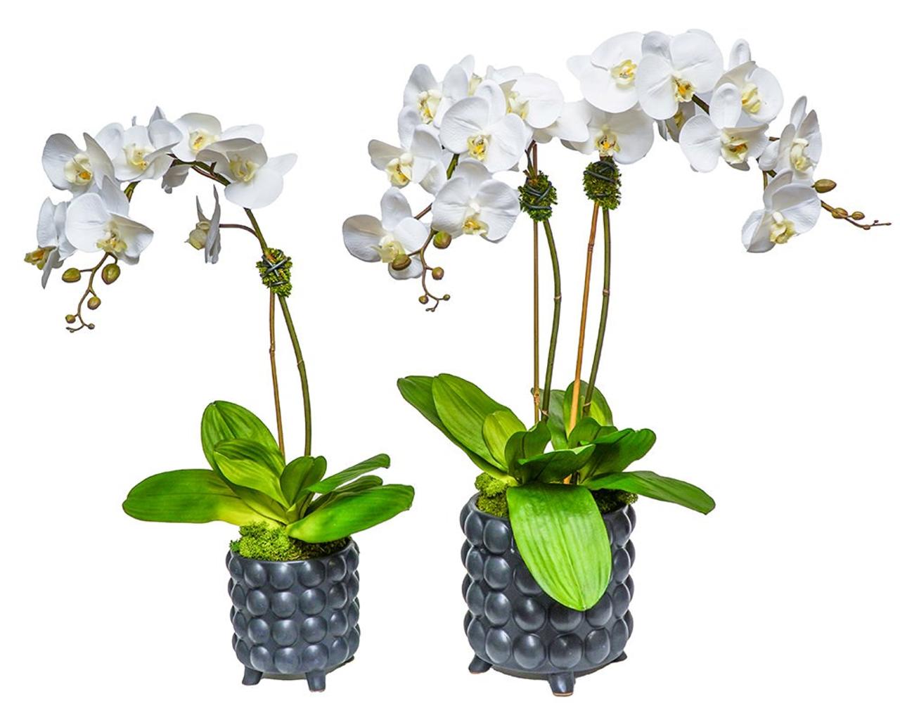 Orchid in Black Bubble Pot - Large