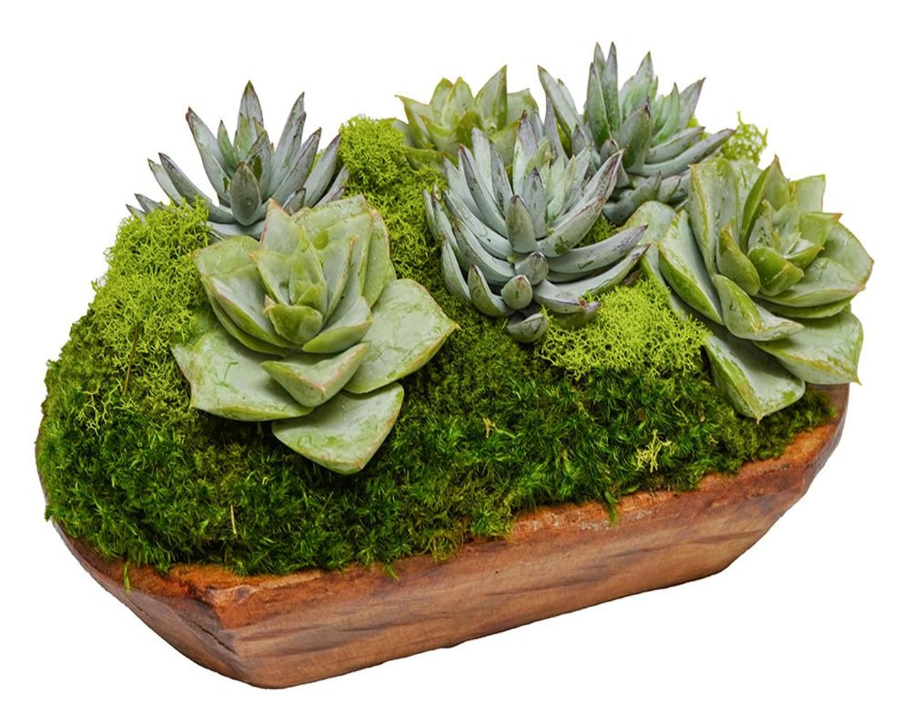 Succulents in Small Wood Box